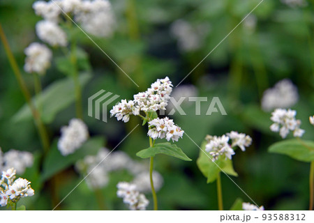 【長野県信濃町】野尻高原のそば畑 そばの花 【長野県信濃町】野尻高原のそば畑 そばの花 93588312