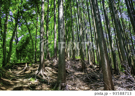 東京都　都立高尾陣場自然公園　景信山への登山道 93588713