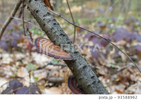 Daedaleopsis confragosa, the thin walled maze polypore or the blushing bracket grows on fallen tree branch 93588962