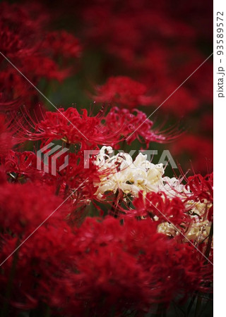 赤に飲み込まれる白い彼岸花 93589572