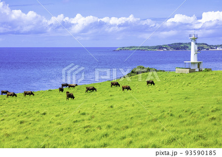 大人気新品セール ブ 加部島の素晴らしい絶景 杉ノ原放牧場（佐賀県唐津市呼子町）の 絵画