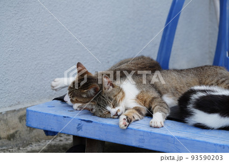 静かな漁港で昼寝する猫 93590203
