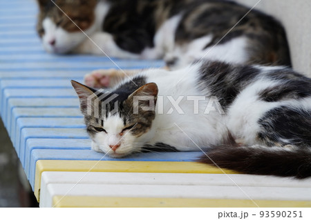 静かな漁港で昼寝する猫 93590251