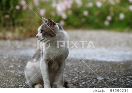 静かな漁港で昼寝する猫 93590252