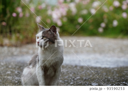 静かな漁港で昼寝する猫 静かな漁港で昼寝する猫 93590253