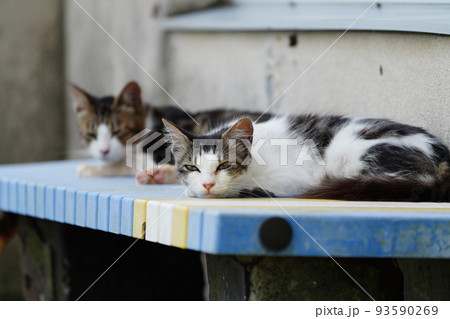静かな漁港で昼寝する猫 93590269
