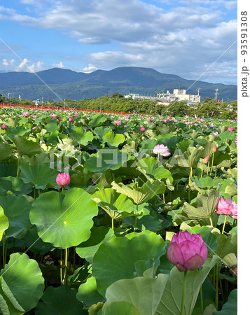 【新潟県上越市】高田城址公園の蓮と外堀の赤い橋 【新潟県上越市】高田城址公園の蓮と外堀の赤い橋 93591308