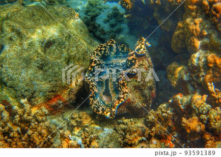 青いシャコ貝 青いシャコ貝 93591389