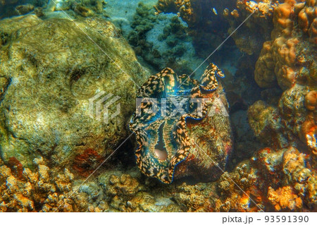 青いシャコ貝 93591390