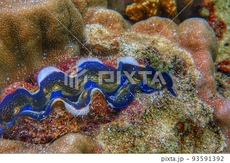 青いシャコ貝 93591392