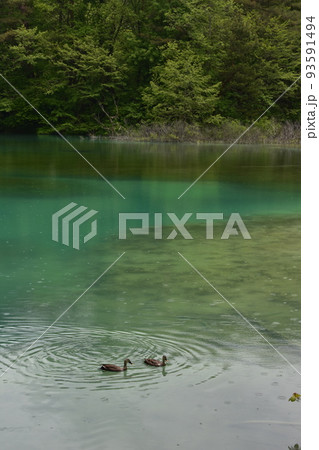 東北　福島　裏磐梯　五色沼　自然　散策路　コース　磐梯山　高原　レイク　リゾート　噴火　湖沼　 93591494