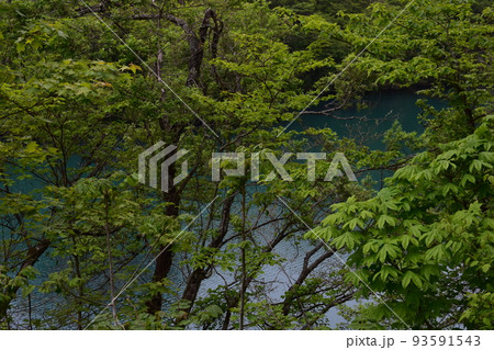 東北　福島　裏磐梯　五色沼　自然　散策路　コース　磐梯山　高原　レイク　リゾート　噴火　湖沼　 93591543