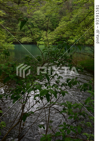 東北　福島　裏磐梯　五色沼　自然　散策路　コース　磐梯山　高原　レイク　リゾート　噴火　湖沼　 93591581