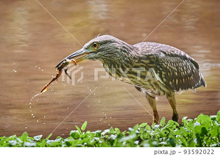 カエルを食べるゴイサギの幼鳥 93592022