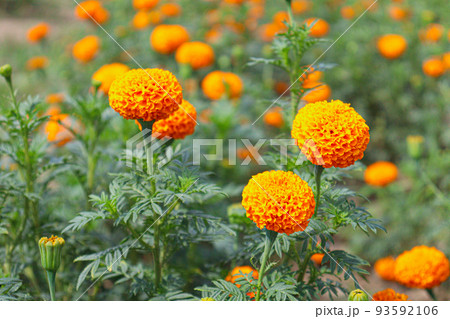 marigold flower stock on tree marigold flower stock on tree 93592106