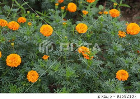 marigold flower stock on tree marigold flower stock on tree 93592107