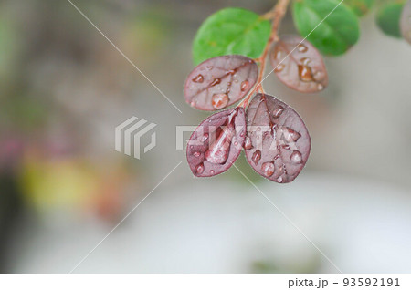 Chinese Fringe Flower or Loropetalum chinense and dew drop or rubrum Yieh  or Hamamelidaceae or Chinese witch haze 93592191