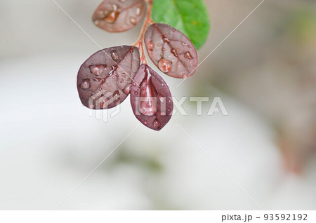 Chinese Fringe Flower or Loropetalum chinense and dew drop or rubrum Yieh  or Hamamelidaceae or Chinese witch haze 93592192