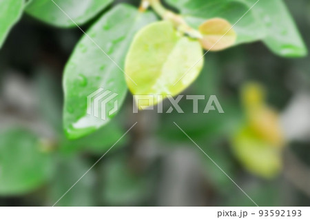 leaf background ,ficus pumila or climbing fig in blur background leaf background ,ficus pumila or climbing fig in blur background 93592193