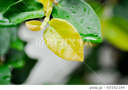 leaf background ,ficus pumila or climbing fig or nature background and rain drop 93592194