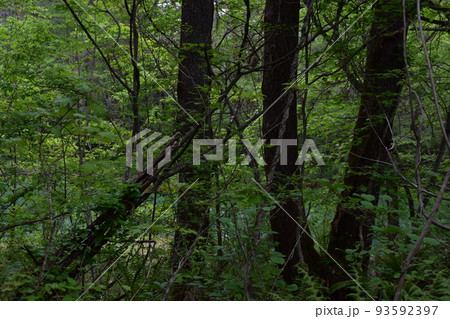東北　福島　裏磐梯　五色沼　自然　散策路　コース　磐梯山　高原　レイク　リゾート　噴火　湖沼 93592397