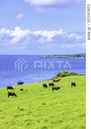 加部島の素晴らしい絶景　杉ノ原放牧場（佐賀県唐津市呼子町） 93592803