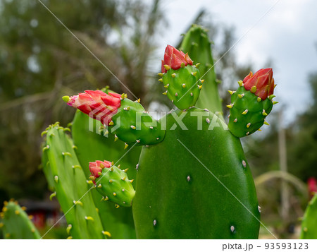 Close up blooming cactus flower on tree with blur background. Close up blooming cactus flower on tree with blur background. 93593123