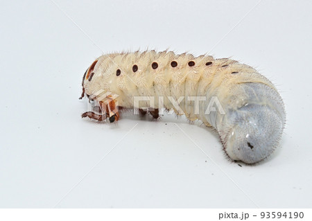 ヘラクレスオオカブト　幼虫 93594190