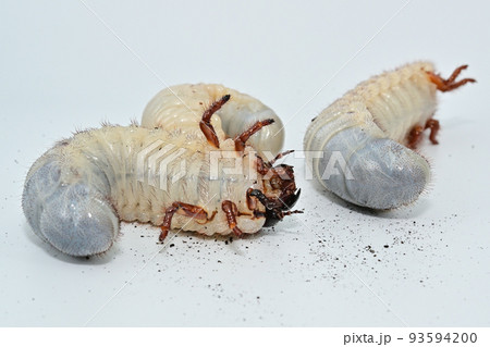 ヘラクレスオオカブト 幼虫 ヘラクレスオオカブト 幼虫 93594200