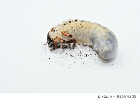 ヘラクレスオオカブト　幼虫 93594209