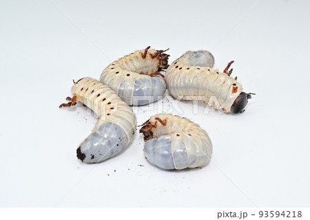 ヘラクレスオオカブト　幼虫 93594218