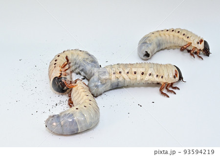 ヘラクレスオオカブト　幼虫 93594219