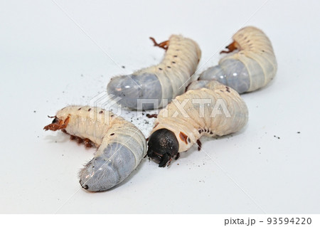 ヘラクレスオオカブト　幼虫 93594220