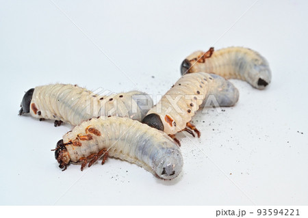 ヘラクレスオオカブト 幼虫 ヘラクレスオオカブト 幼虫 93594221