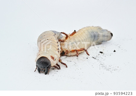 ヘラクレスオオカブト　幼虫 93594223