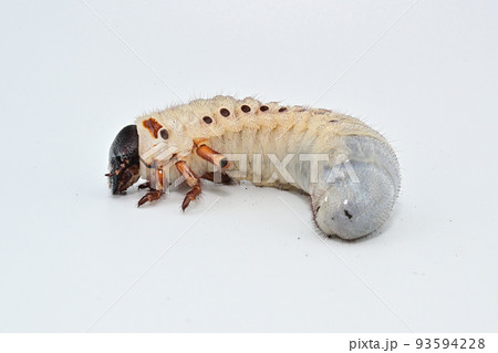 ヘラクレスオオカブト　幼虫 93594228