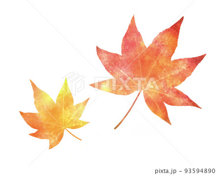 紅葉のモミジ　挿絵イラスト 93594890