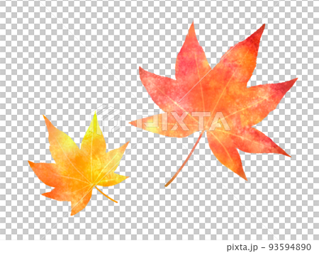 紅葉のモミジ　挿絵イラスト 93594890