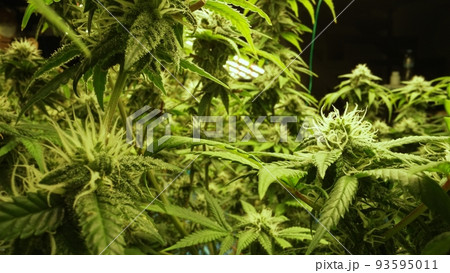 Cannabis plant in curative cannabis weed farm for medical cannabis product Cannabis plant in curative cannabis weed farm for medical cannabis product 93595011