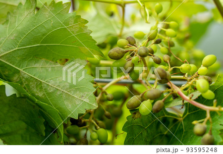 a fungal disease of downy mildew on grapes, the affected leaves grapes 93595248