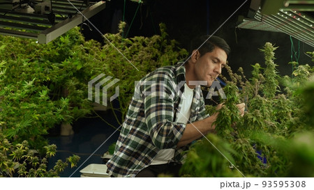 Marijuana farmer smoking rolled marijuana weed joint in curative marijuana farm 93595308