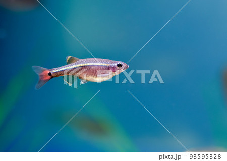 アカヒレ 93595328