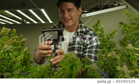 Cannabis farmer use microscope to analyze CBD in curative cannabis farm Cannabis farmer use microscope to analyze CBD in curative cannabis farm 93595535