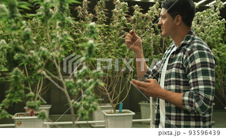Marijuana farmer tests marijuana buds in curative marijuana farm 93596439