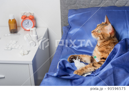 A cat with a thermometer is sick with a cold, flu, fever in bed. A cat with a thermometer is sick with a cold, flu, fever in bed. 93596575