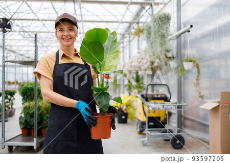 Cheerful female greenhouse worker with green potted plant Cheerful female greenhouse worker with green potted plant 93597205