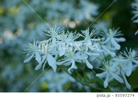 クレマチスの花 クレマチスの花 93597274