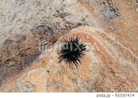 a sea urchin is on the stone near the water a sea urchin is on the stone near the water 93597474