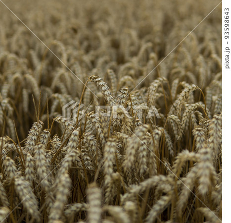 Golden wheat field under a setting sun.Organic golden ripe ears of wheat on agricultural field. 93598643