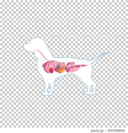 dog internal organs 93599000